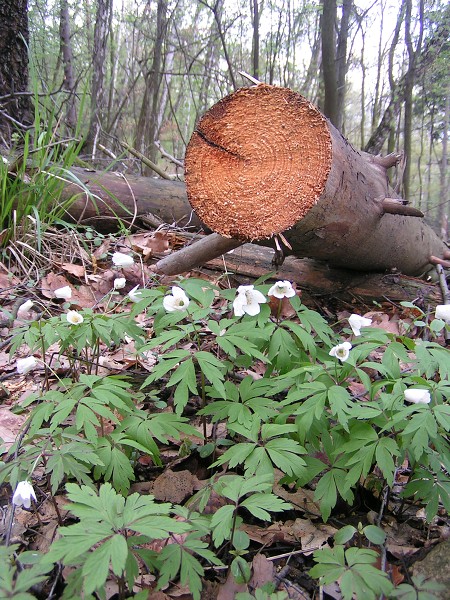 ČESKÉ STŘEDOHOŘÍ - LOVOŠ 570 M